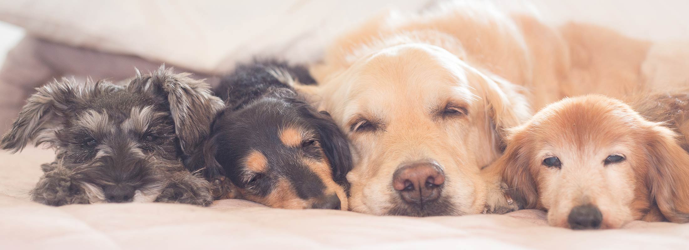 image of cute dogs sleeping together